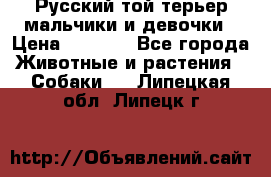 Русский той-терьер мальчики и девочки › Цена ­ 8 000 - Все города Животные и растения » Собаки   . Липецкая обл.,Липецк г.